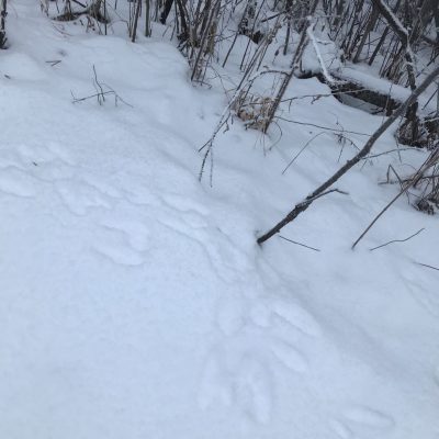rabbit tracks in snow