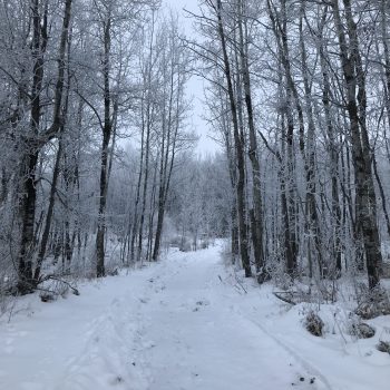 plowed path through snow with trees on both sides