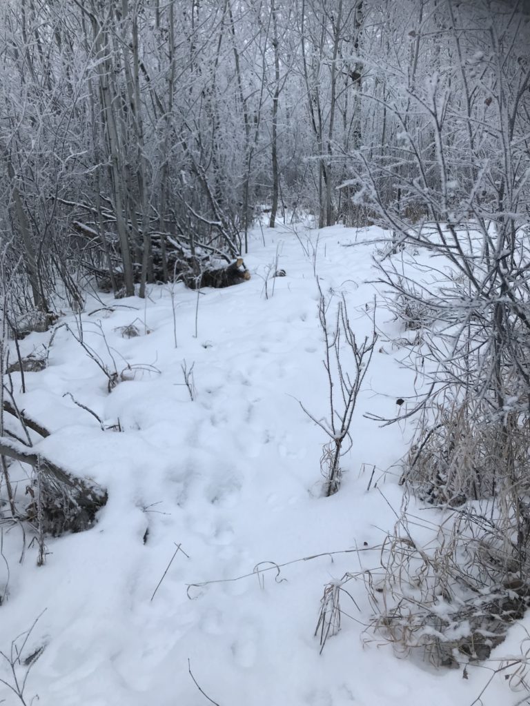 footsteps in deep snow creating a path