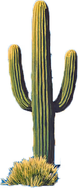 Tall green saguaro cactus with two arms and grass at its base.