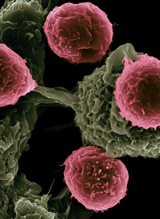 Microscopic view of pink cells.