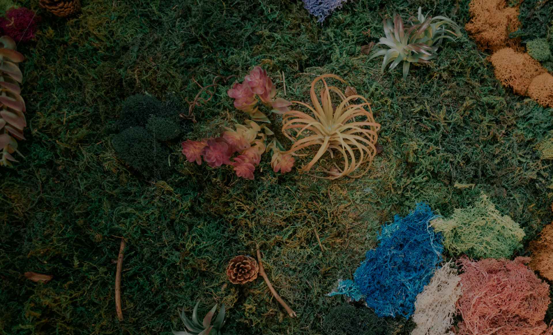 Photo of a beautiful living wall in our office