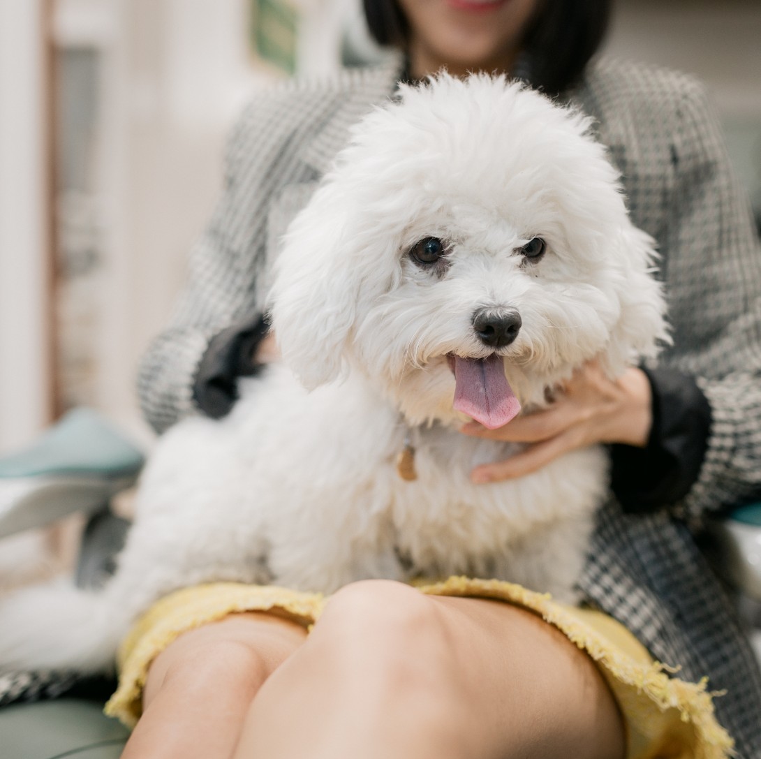 Emotional support dog, Coconut