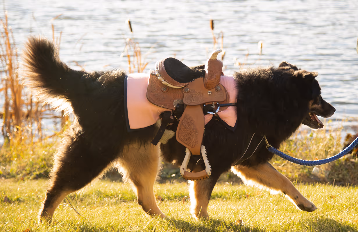 Black and tan dog walking on grass near water wearing a small brown saddle with a pink blanket underneath.