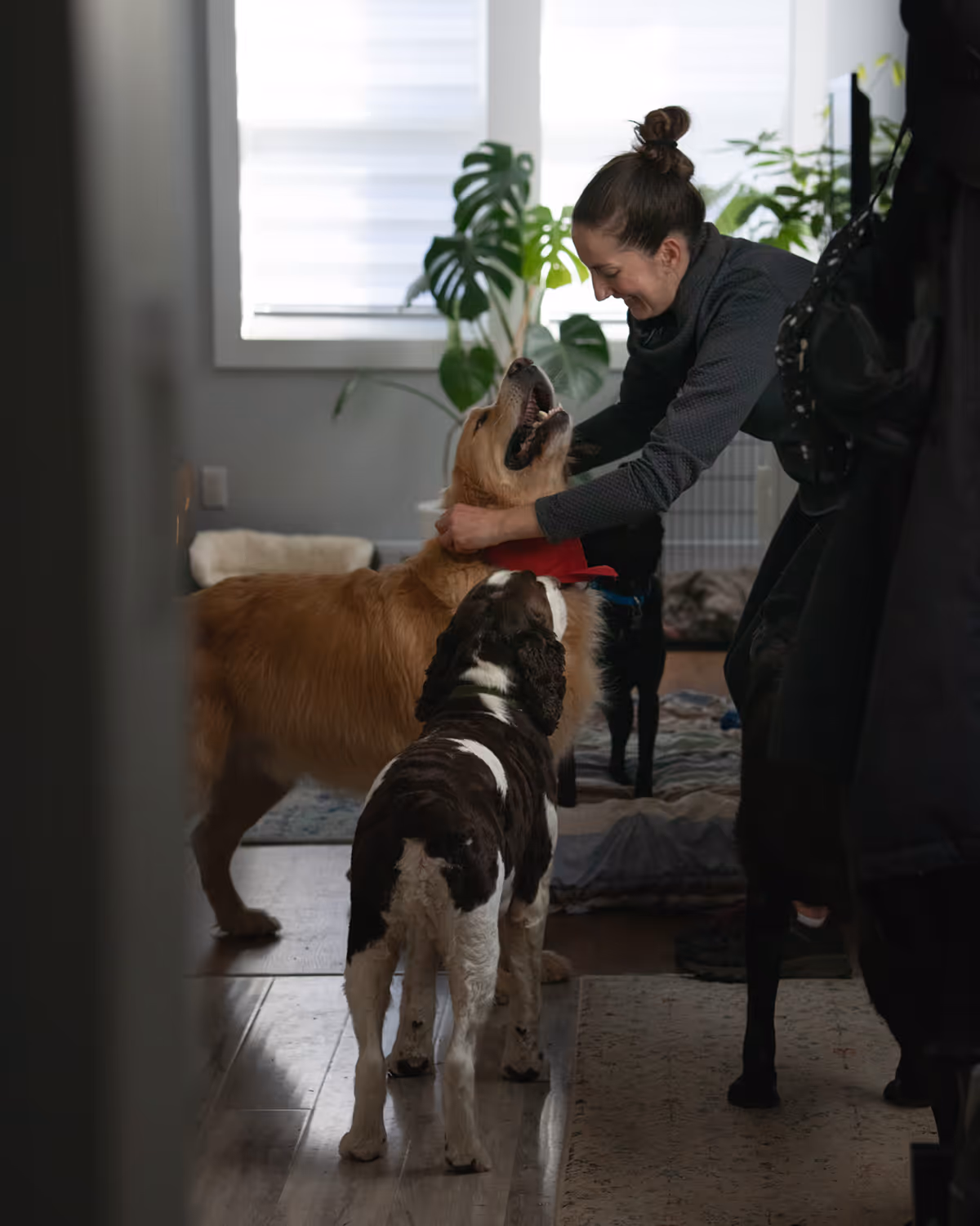 Woman smiling and tying a red bandana on a golden retriever, with another black and white dog standing nearby in a cozy, plant-filled room.