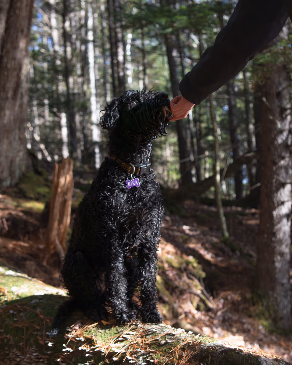 Curly black dog with a purple bone-shaped tag sitting on a mossy log in a forest, being fed a treat by a person.