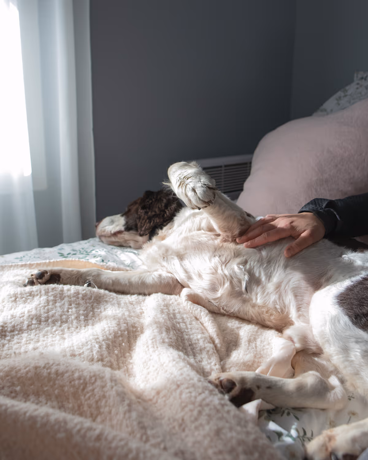 A dog lying on its back on a bed with a hand gently petting its chest near a window with soft natural light.