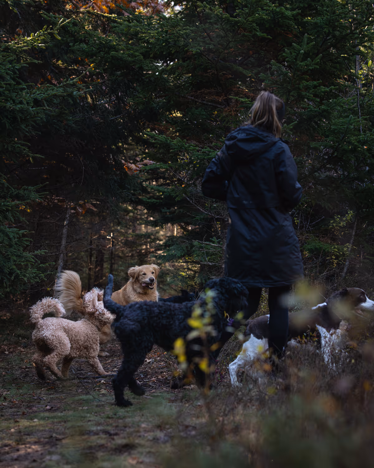Woman in black jacket walking with four dogs on a forest trail surrounded by green trees.