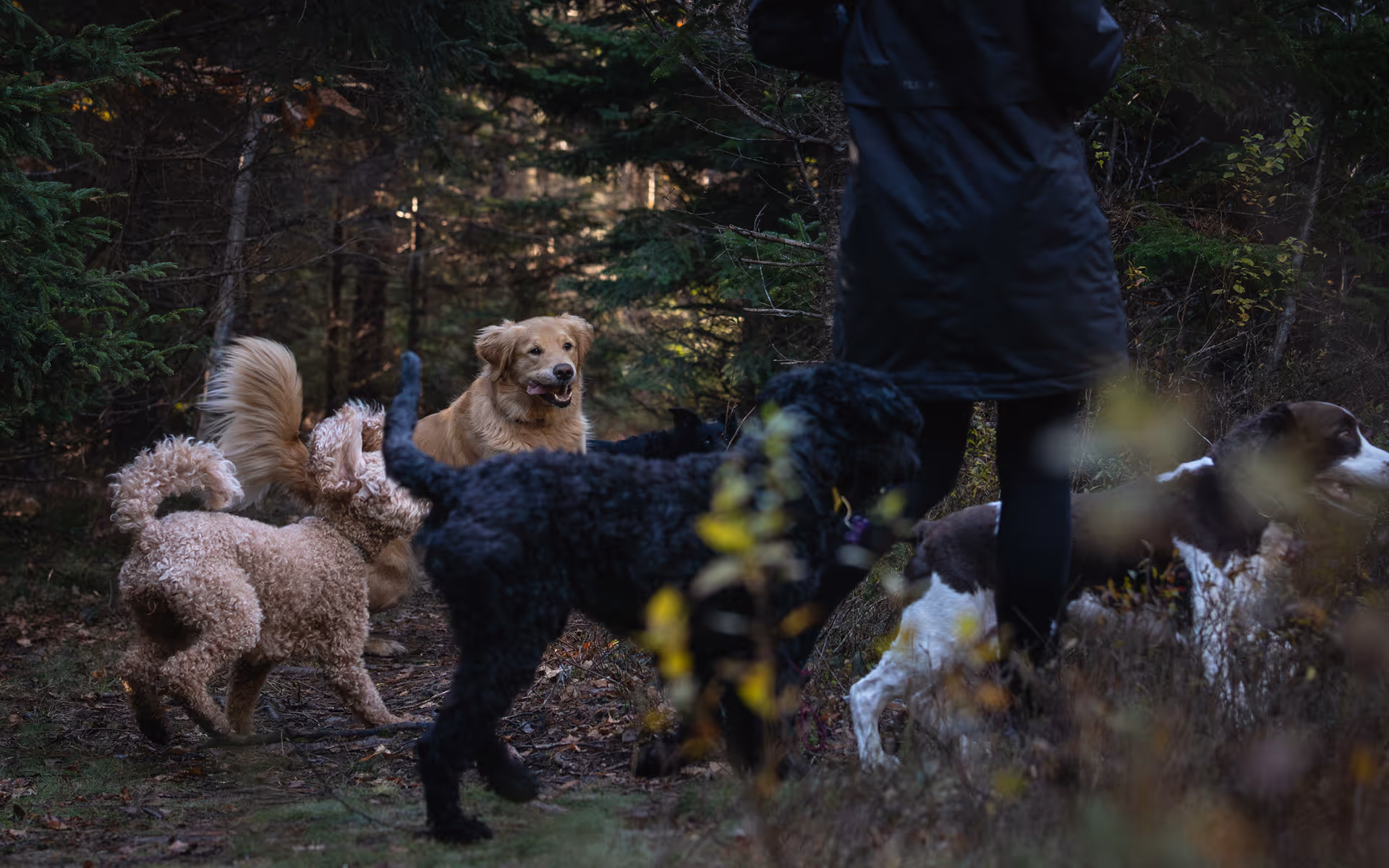 Woman in black jacket walking with four dogs on a forest trail surrounded by green trees.