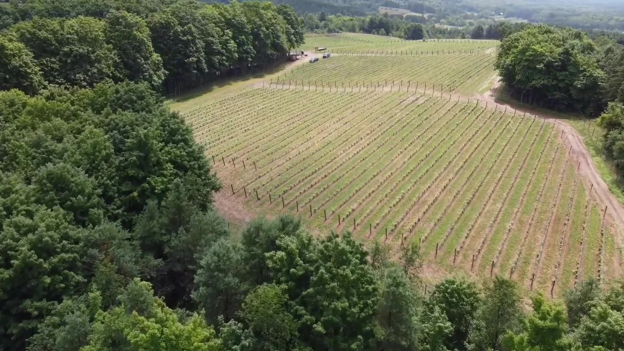 Aerial view of a vineyard with rows of young grapevines surrounded by dense green trees under a partly cloudy sky.