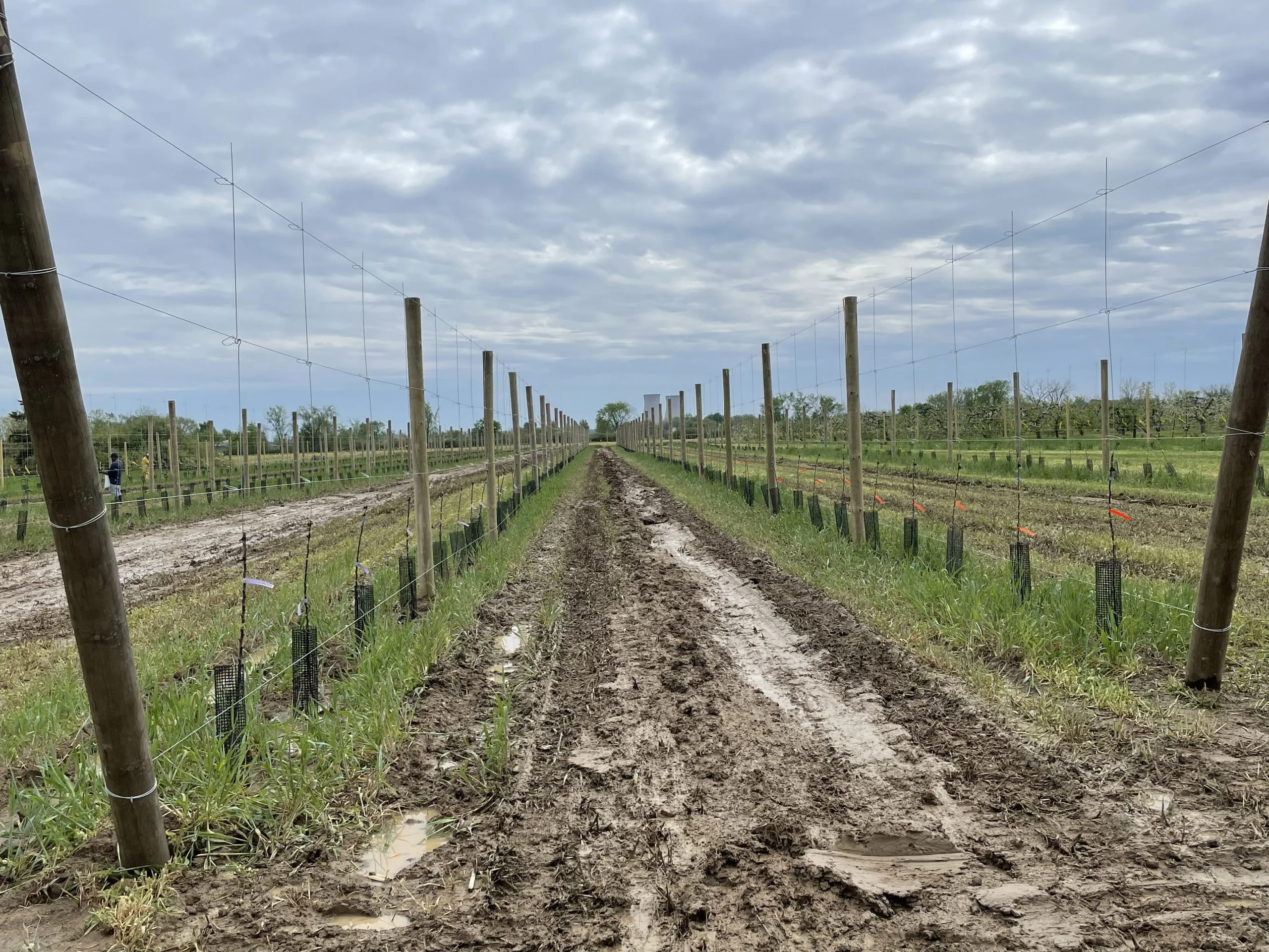 Muddy pathway between rows of young plants protected by plastic tubes and supported by wooden poles and wires under a cloudy sky.