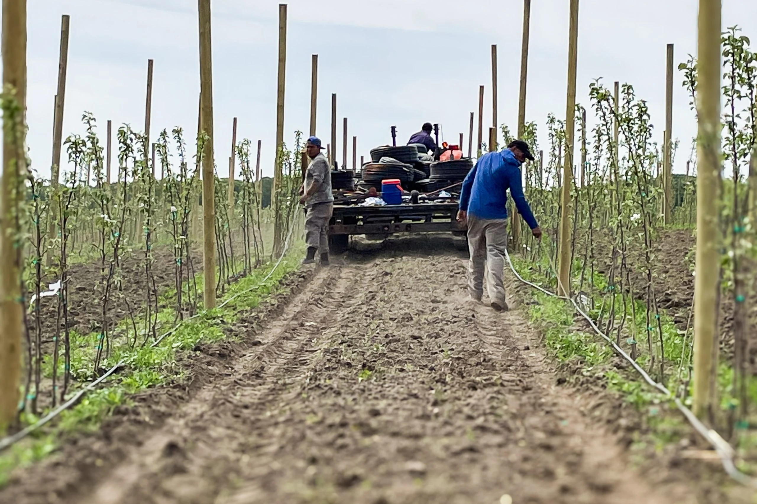 Two workers tending irrigation lines between rows of young trees in an agricultural field with a trailer carrying supplies.