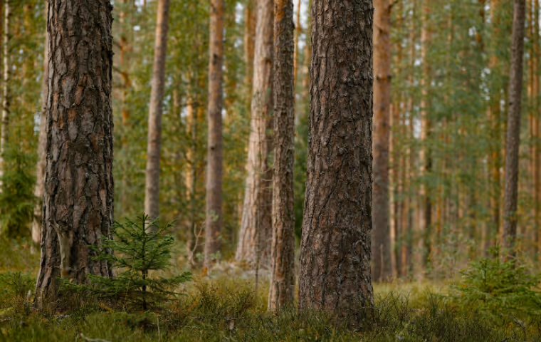 Dense pine forest with tall tree trunks and green mossy ground.