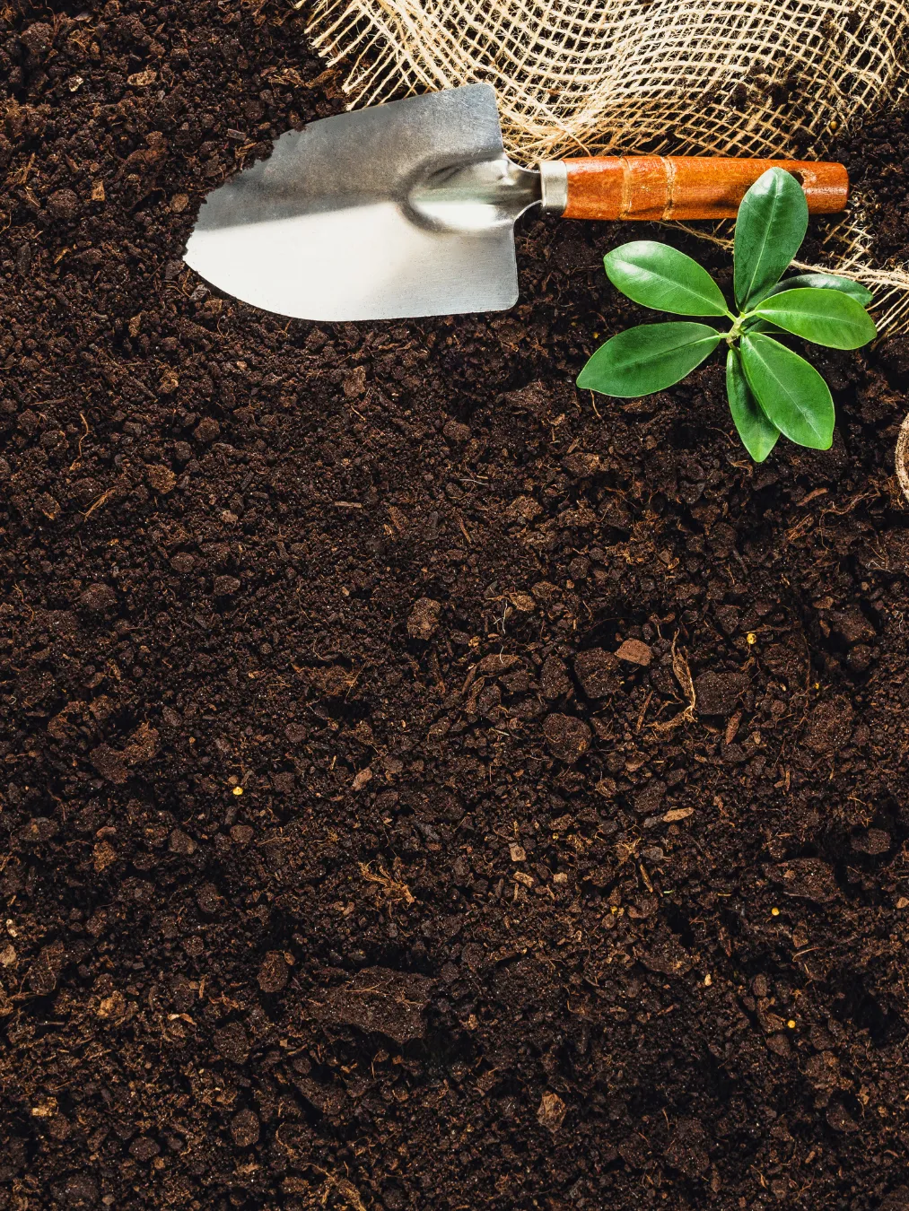 Garden trowel with wooden handle and small green plant resting on dark soil with burlap fabric underneath.