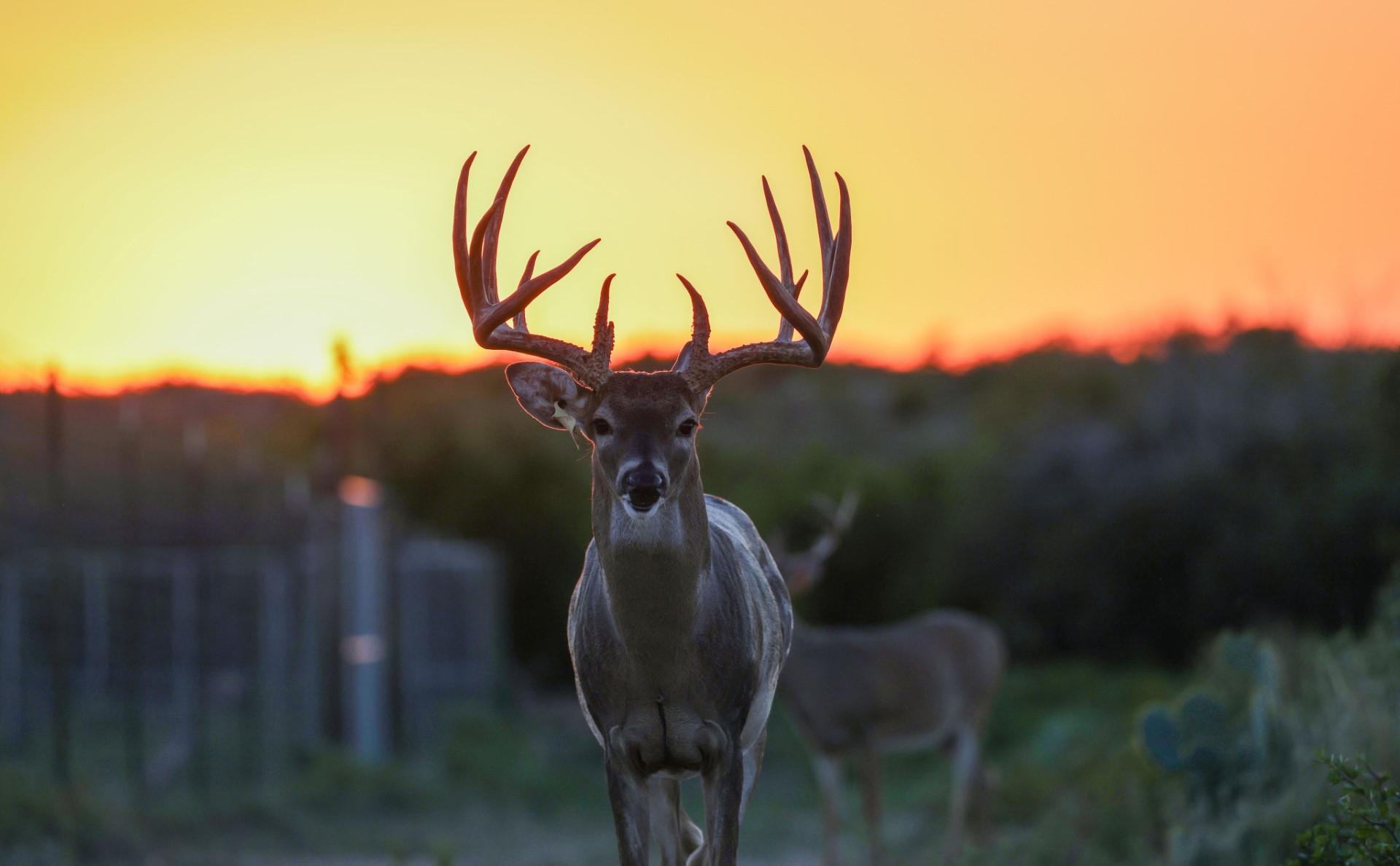 White-tailed buck deer with large antlers standing facing forward at sunset.