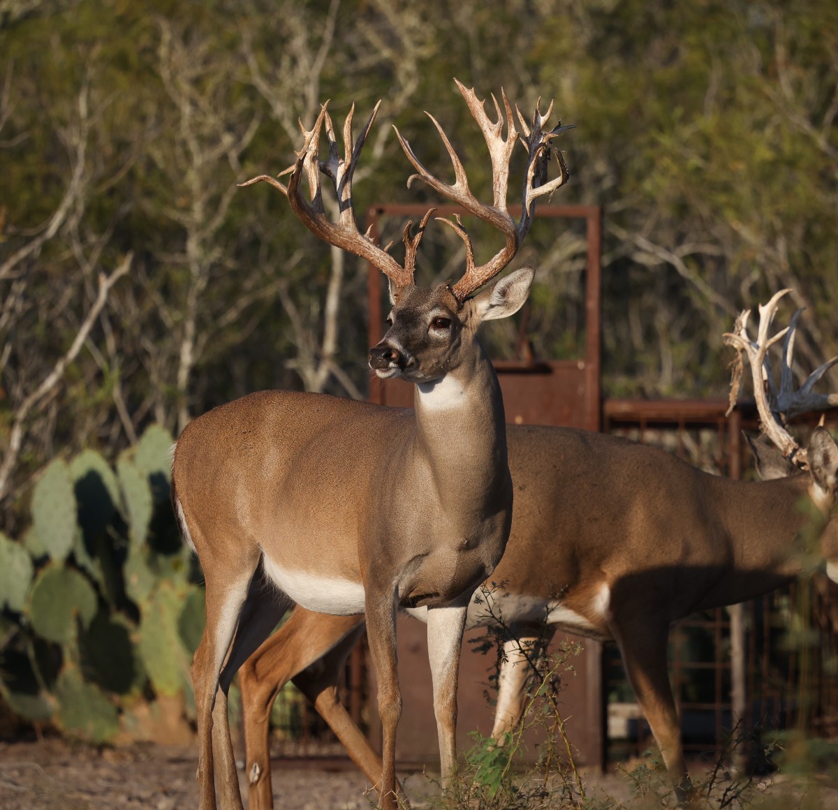 Two large mule deer bucks with prominent antlers standing in front of a metal gate and cactus plants in a natural setting.