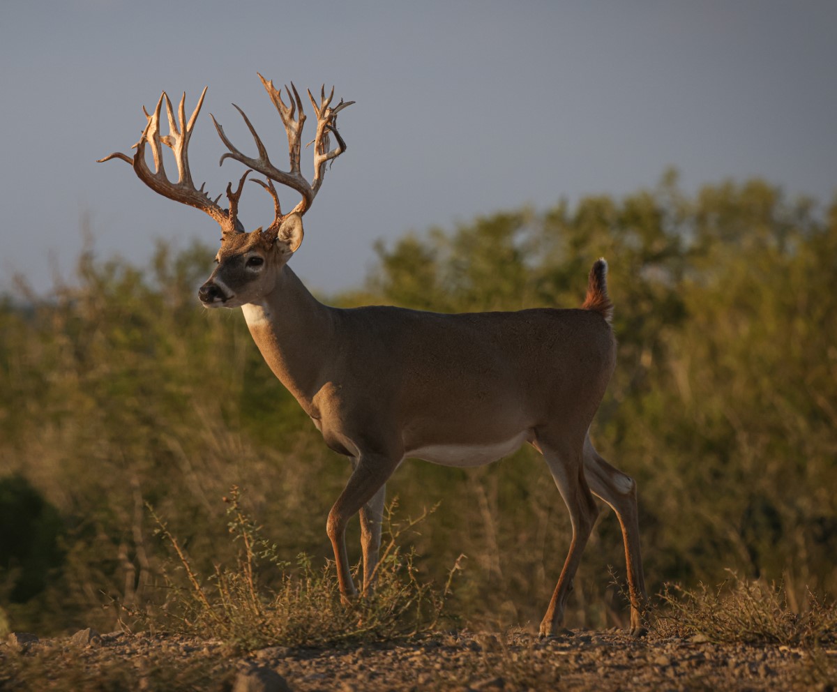 Whitetail deer with large, branched antlers standing on rocky ground with forest in the background.