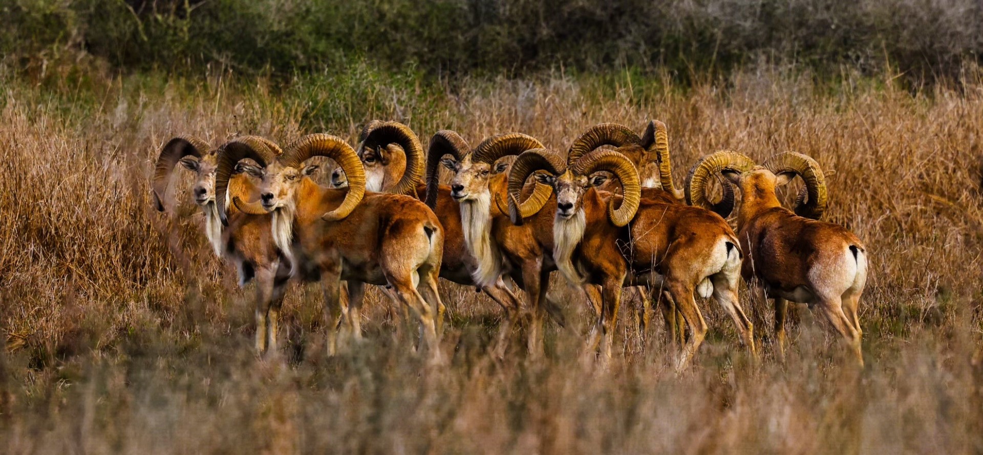 Group of large Transcaspian Urial Ram with curved horns standing in dry grassland.