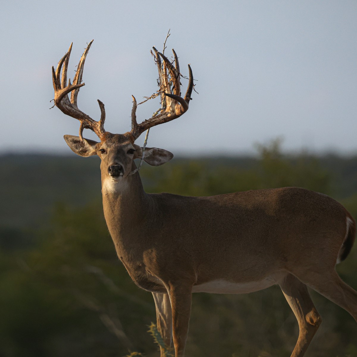 A large whitetail deer with an impressive rack covered in twigs standing in a natural setting during daylight.