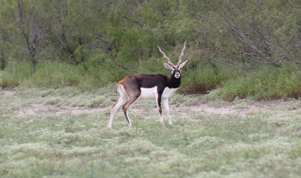 A blackbuck with spiraled horns standing in a grassy field near green bushes.