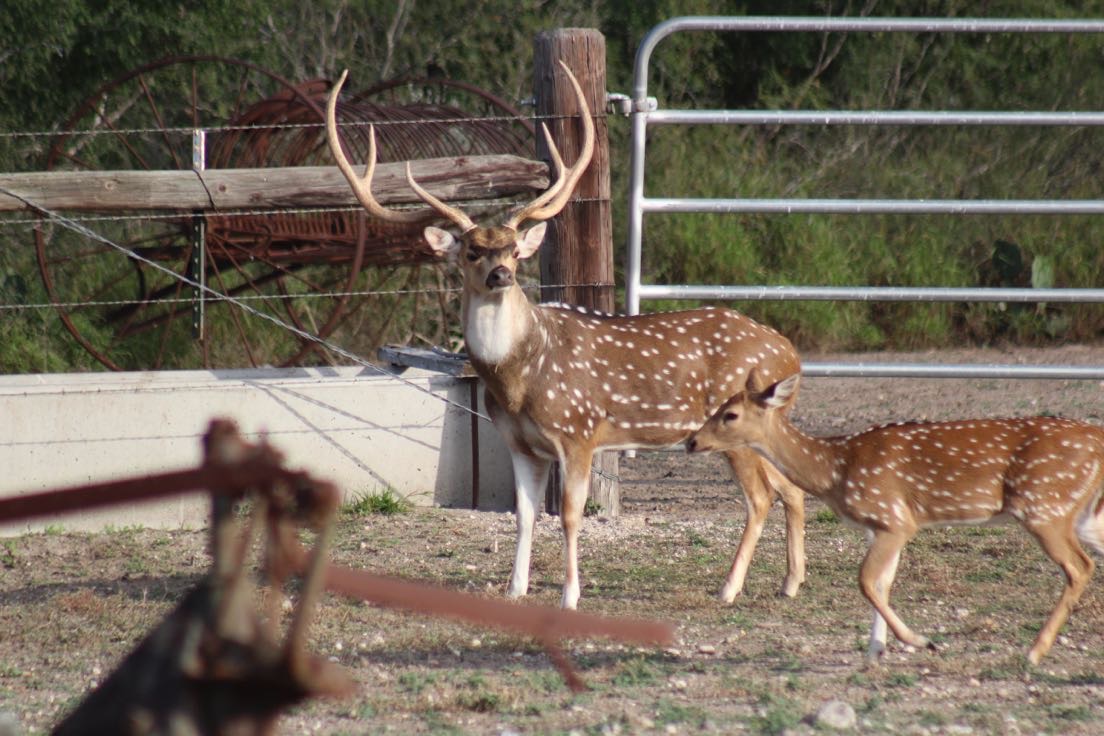 A spotted Axis Deer with large antlers and a doe standing on dry ground near a metal gate and wooden post.