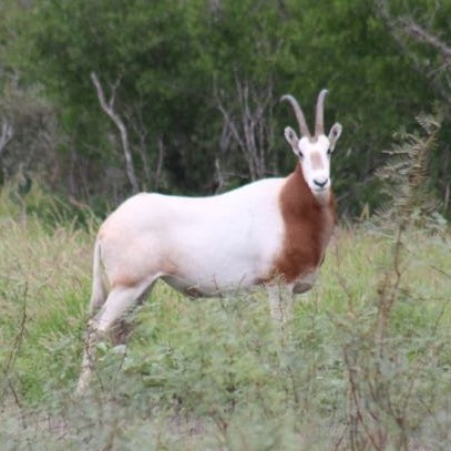 A Scimitar Oryx with a reddish-brown chest standing in green grass with trees in the background.