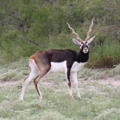 Blackbuck with twisted horns standing on grassy ground with green bushes in the background.