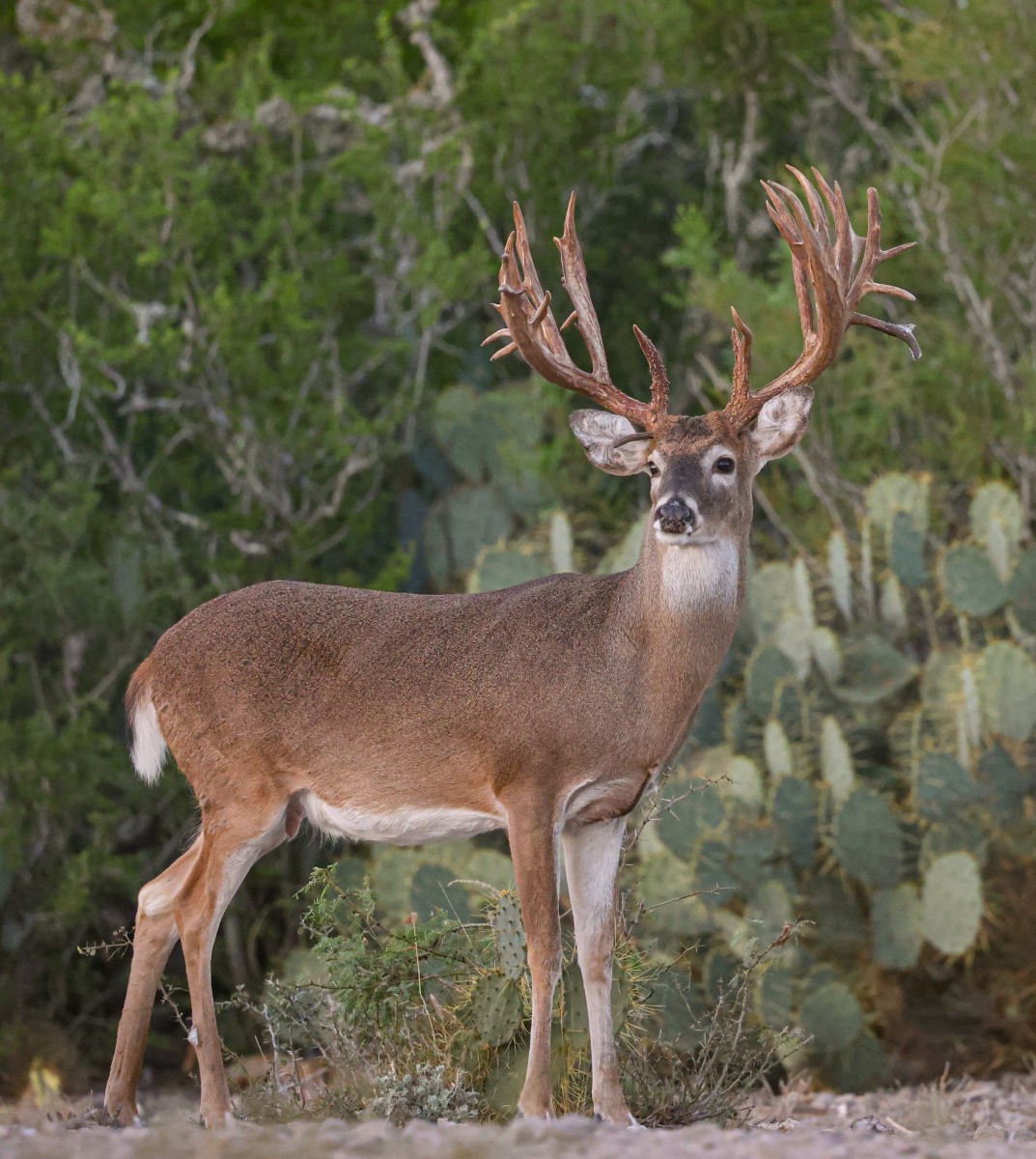 Large white-tailed buck deer standing near cacti with green shrubs in background.