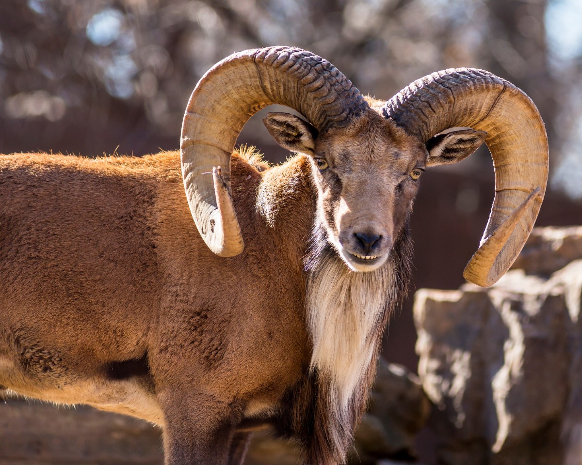 Close-up of a Transcaspian Urial Ram with large curved horns and a white beard standing near rocks.