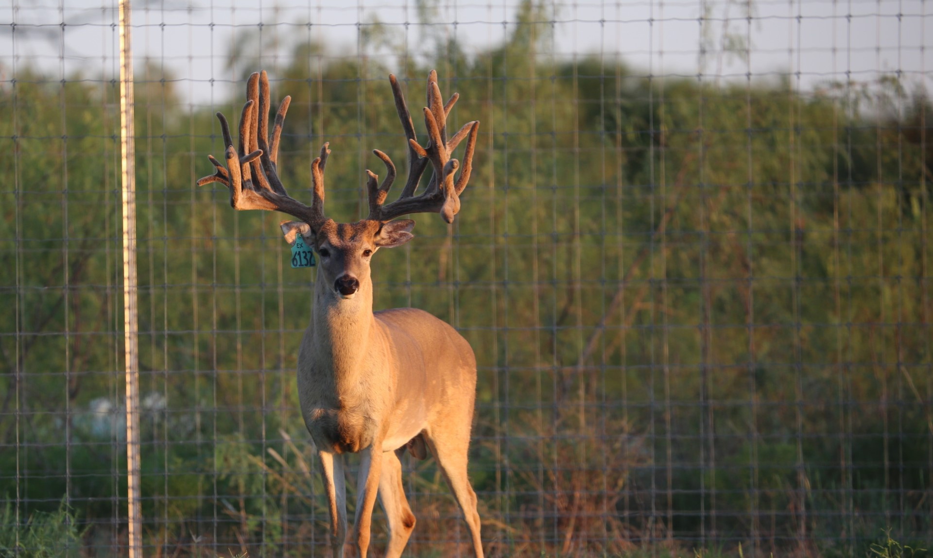 A large deer with velvet-covered antlers stands in front of a wire fence with a numbered ear tag.