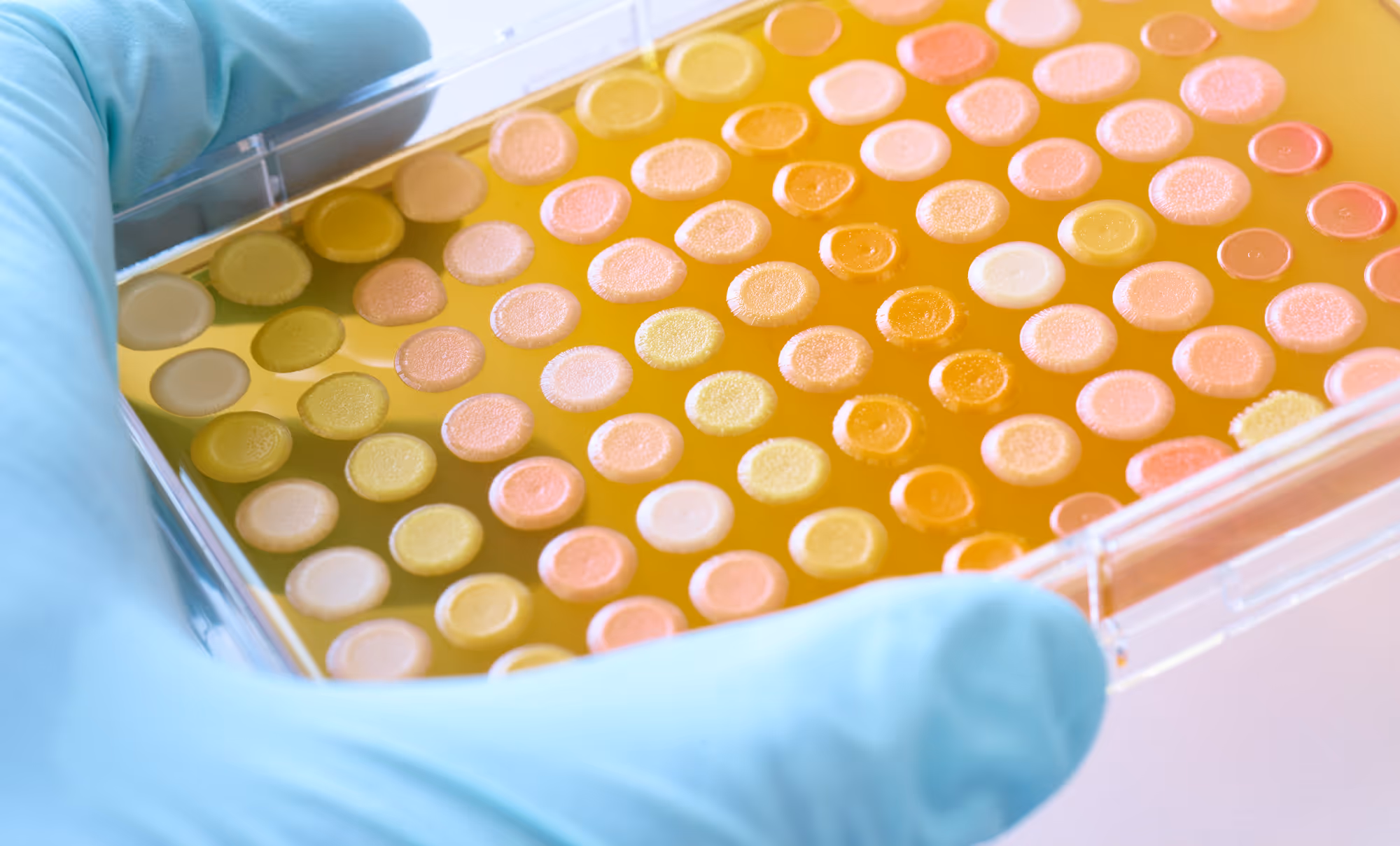 bioworker holding 96 well plate with gloved hand