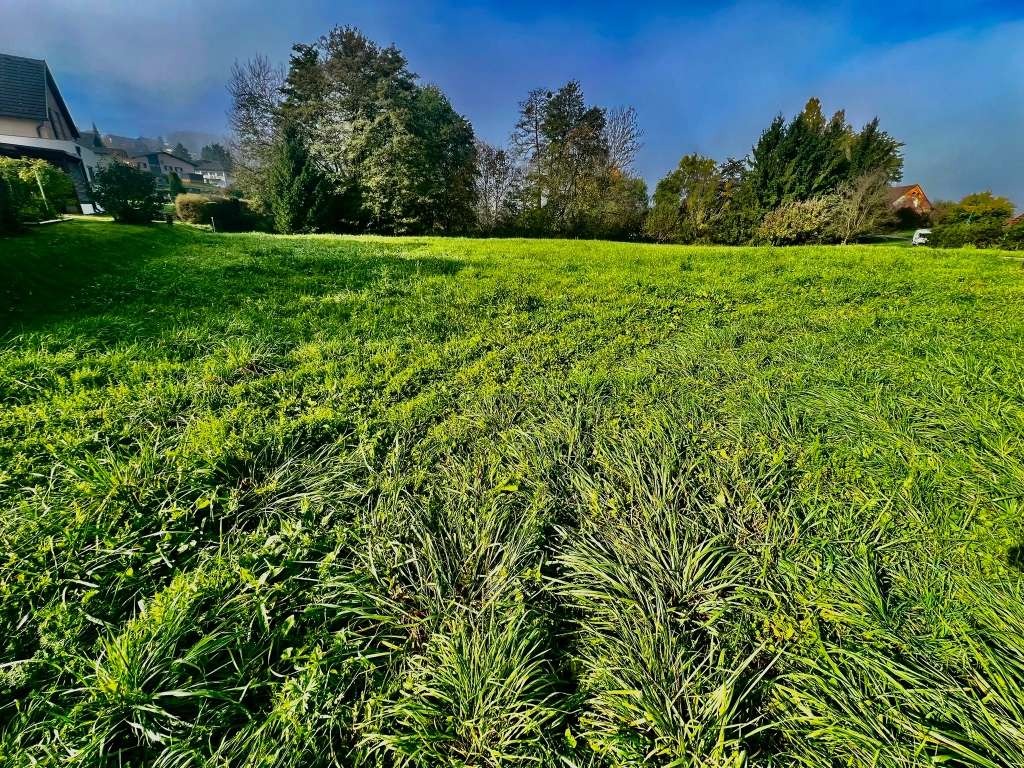 Grüne Wiesenfläche des Baugrunds mit Bäumen und einzelnen Häusern im Hintergrund