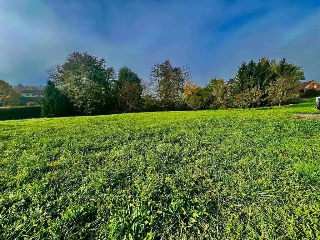 Naturnahe, weitläufige Wiese des Baugrundstücks mit Bäumen unter klarem Himmel
