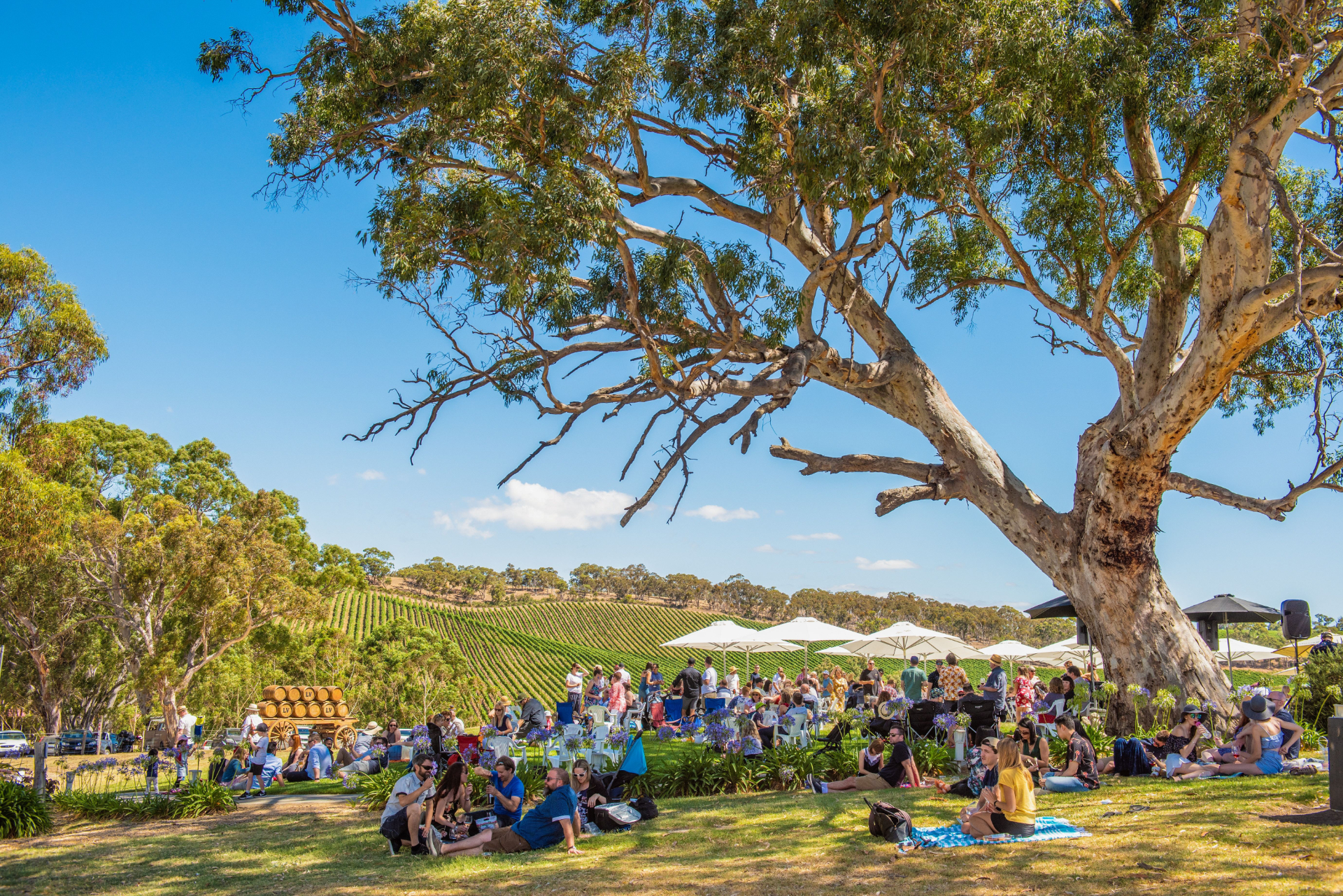 People enjoying a picnic and social gathering on grassy land with large trees and vineyard hills under a clear blue sky.