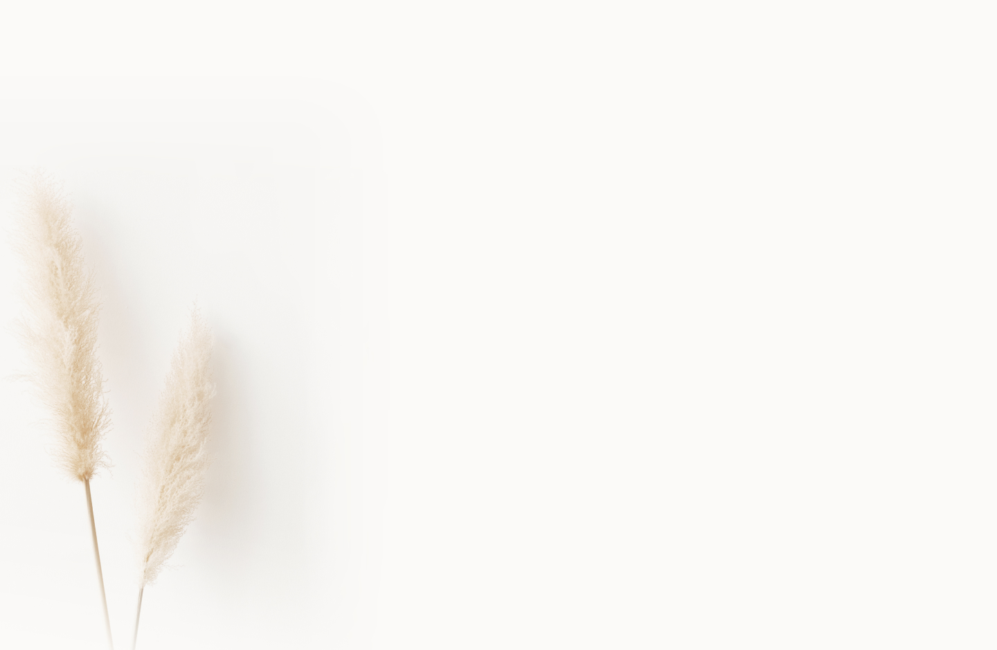 Two beige pampas grass plumes on thin stems against a soft white background.