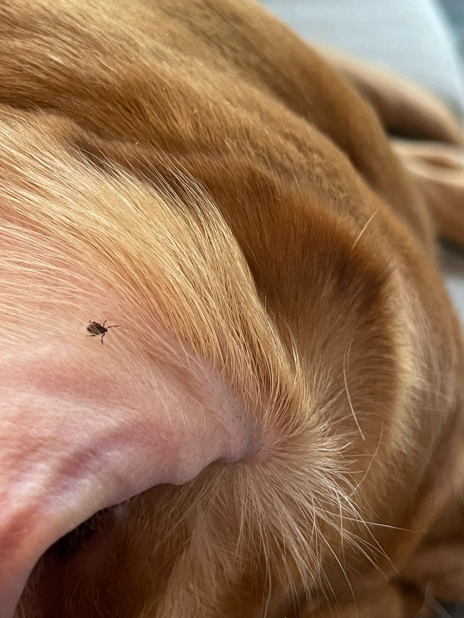 Punkit voivat aiheuttaa eläinlääkärikäynnin vaativaa hoitoa