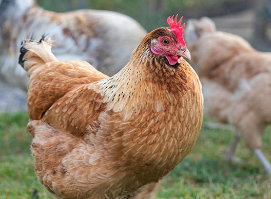 Alpakka katsoo turpa edella kameraan.