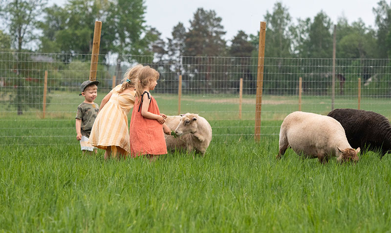 Alpakka katsoo turpa edella kameraan.