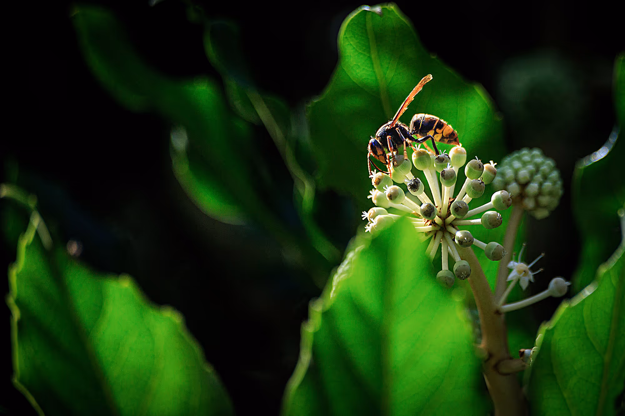 Asian hornet perched on a spherical cluster of small white flower buds with large green leaves in the background.