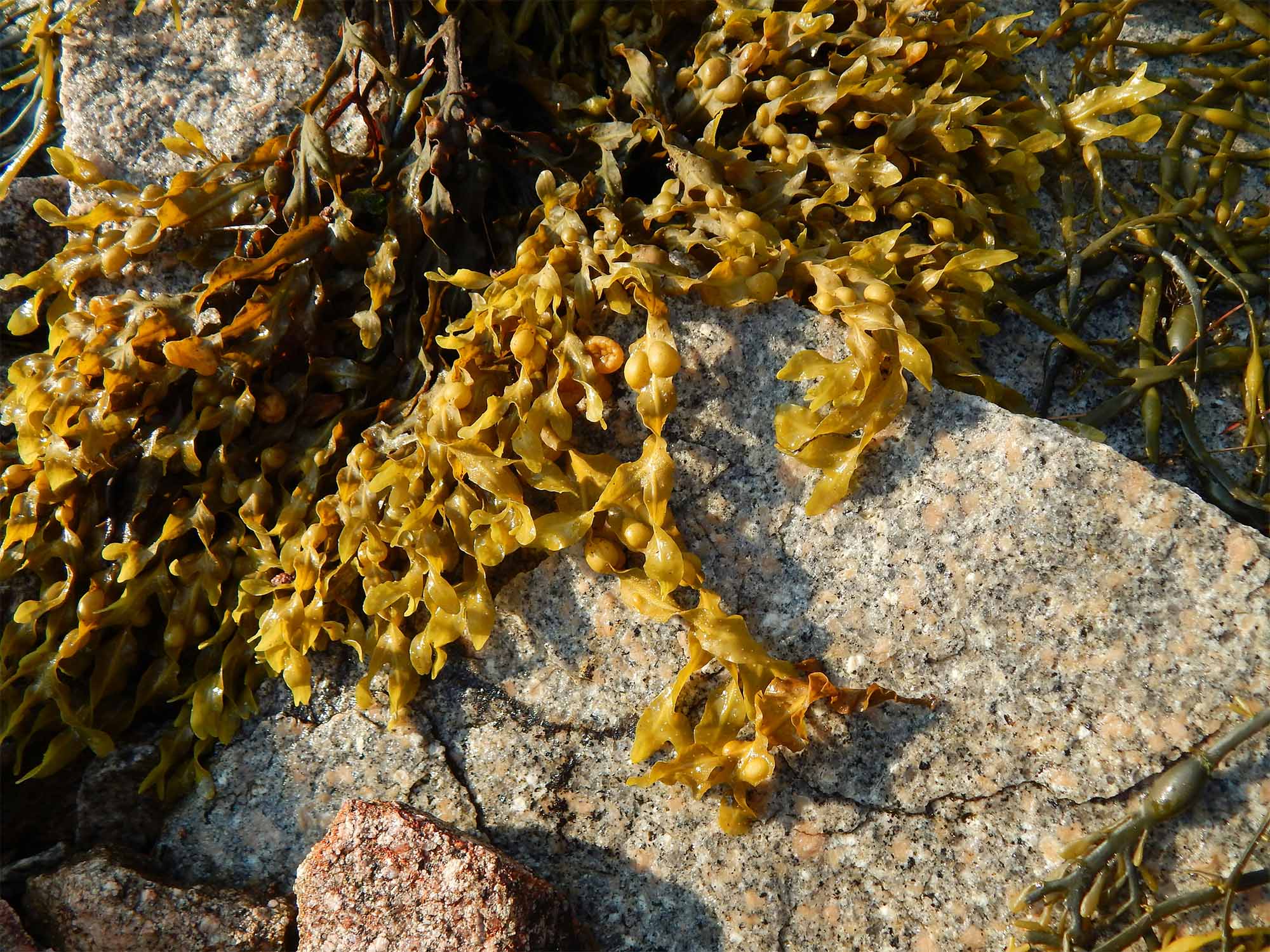 Close-up of brown seaweed with air bladders lying on granite rocks in sunlight.