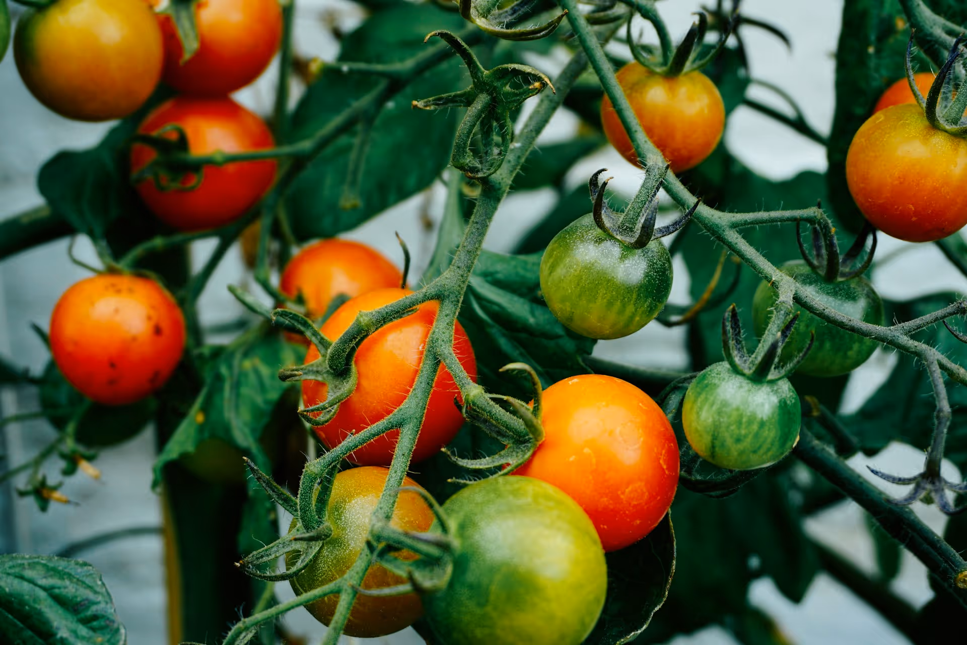 Close-up of tomato plant with ripe red, orange, and unripe green tomatoes on the vine.