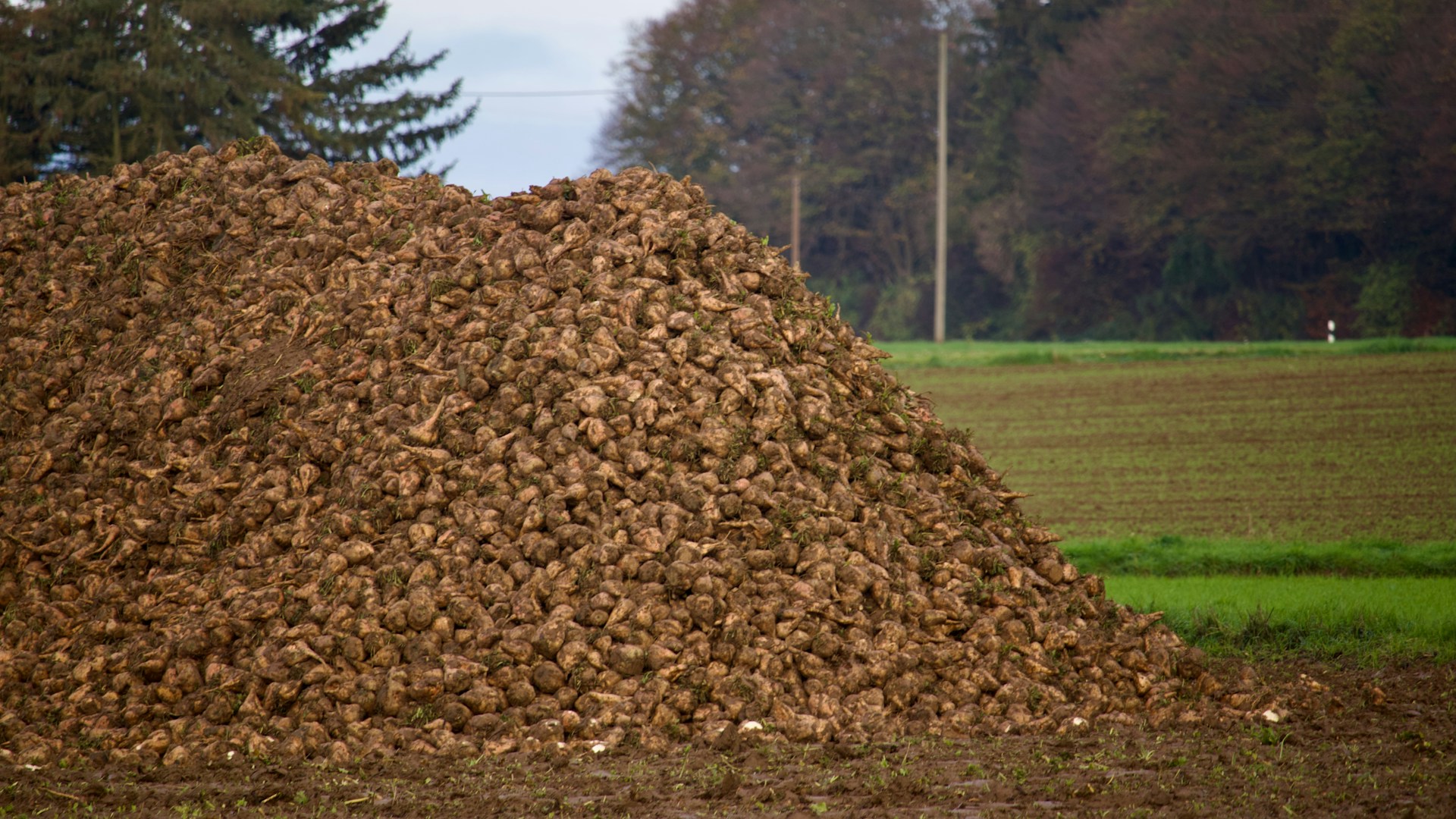 Large pile of sugar beets on a muddy field with trees in the background.