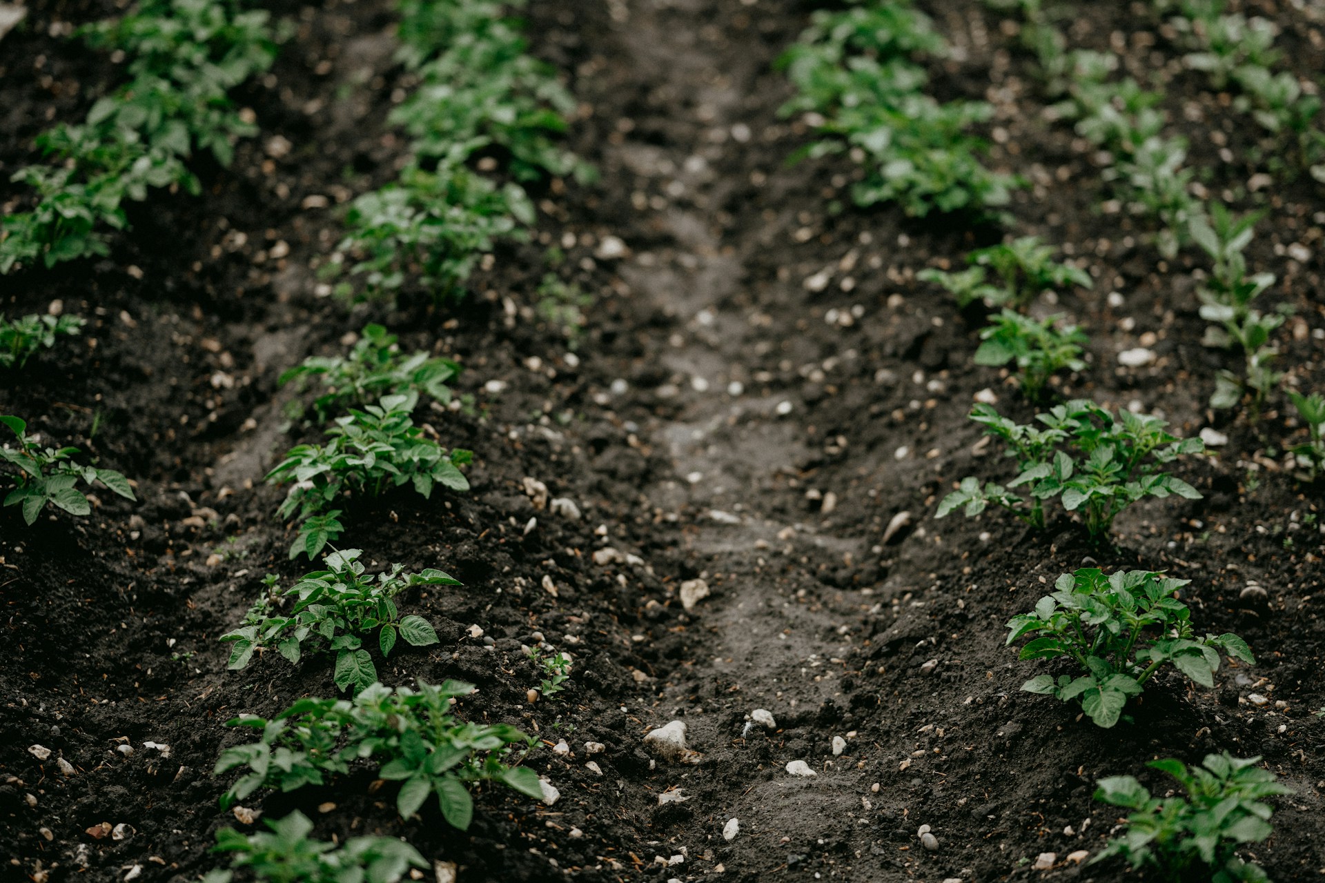 Rows of small green plants growing in dark, rocky soil in a garden or farm bed.