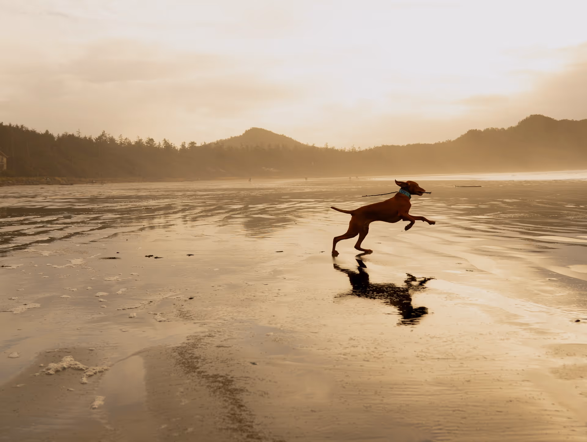 Dog running on wet beach at sunset carrying a stick in its mouth.