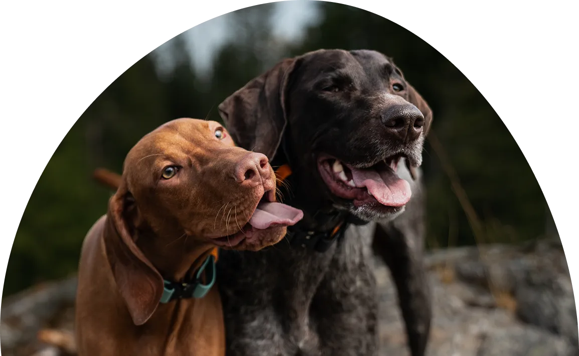 Two happy dogs with tongues out, one brown and one black, outdoors with blurred forest background.