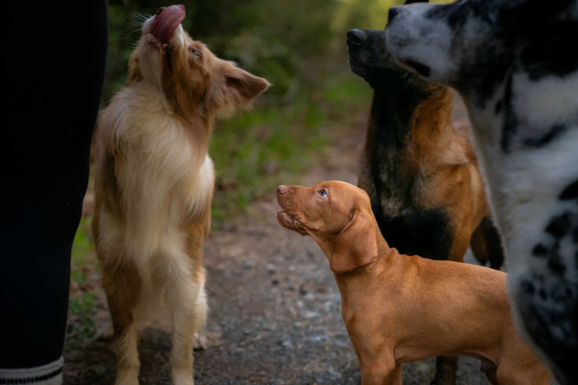 Four dogs of different breeds attentively looking up at a person standing on a forest path.