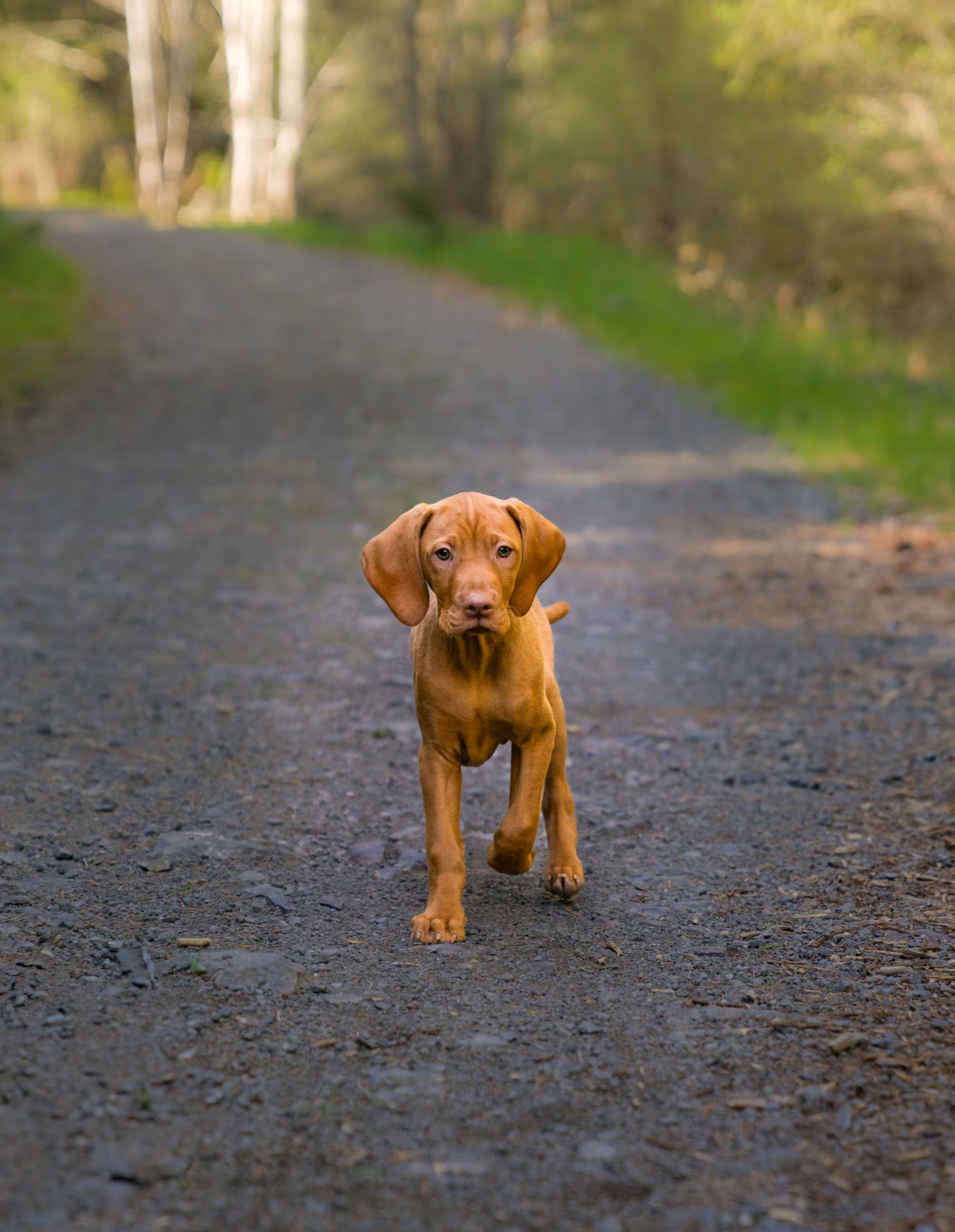 Brown puppy walking on a gravel path in a forested area.
