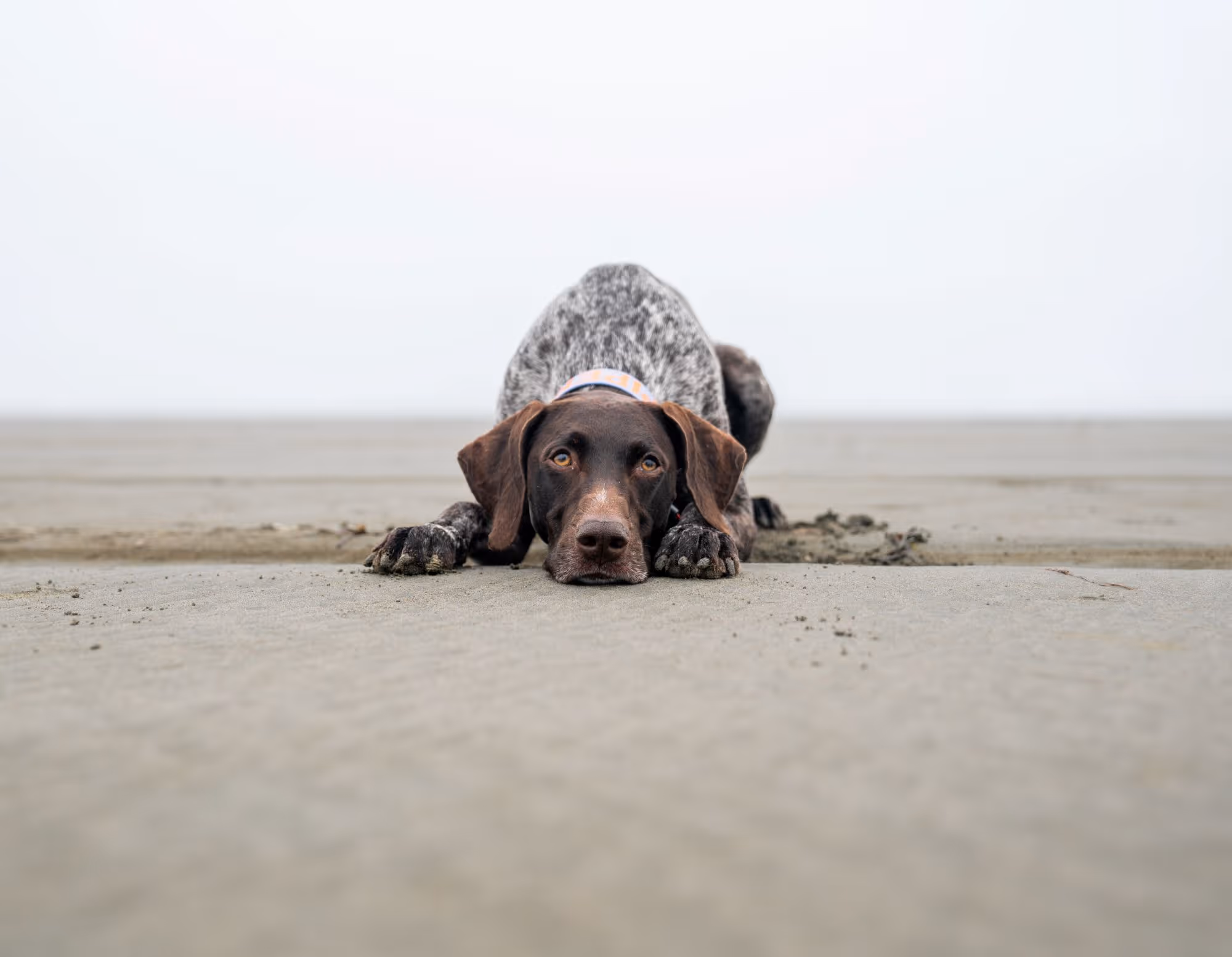 Brown and white dog lying flat on a sandy beach looking directly at the camera.