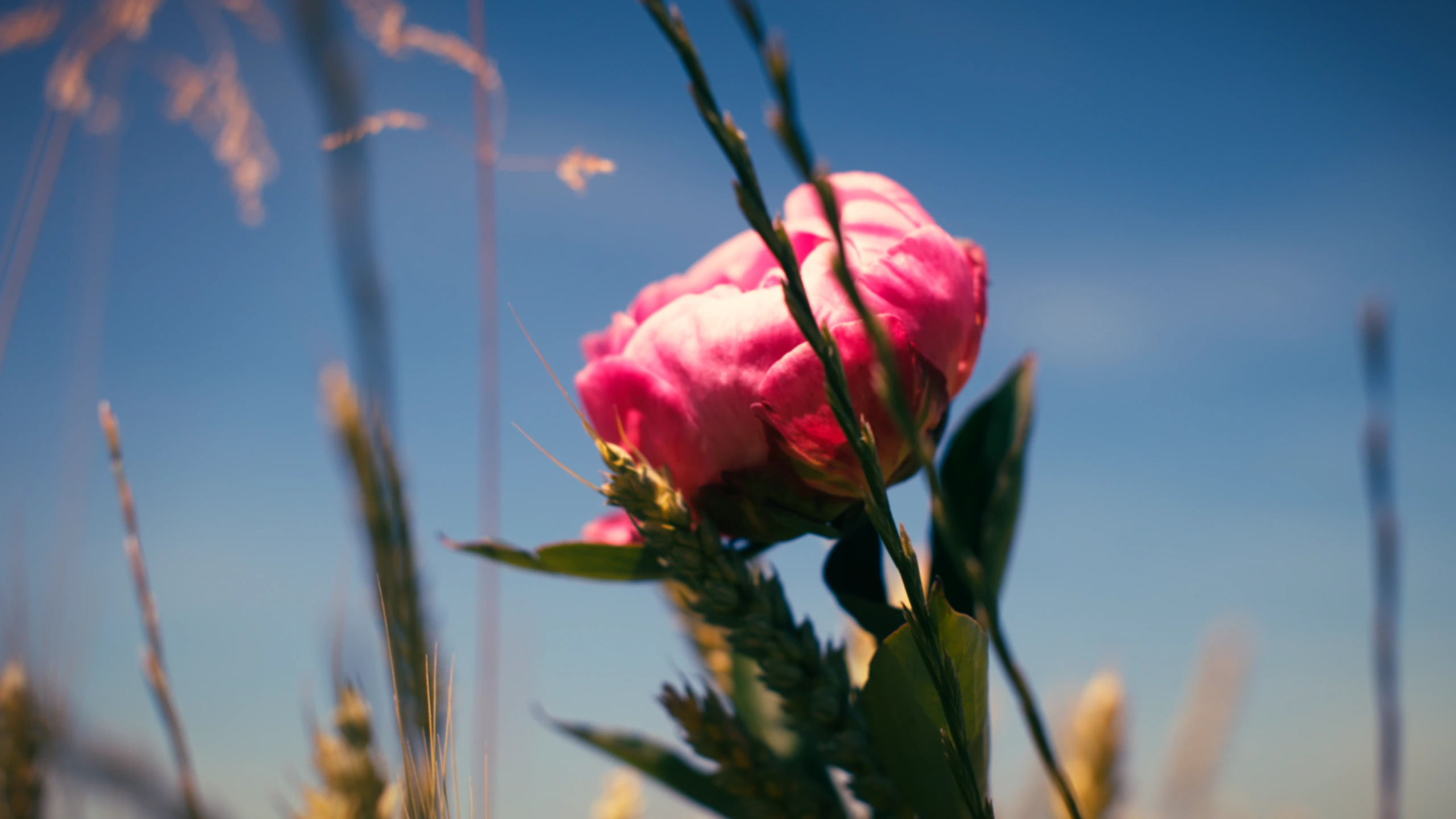 Une pivoine rose vif parmi de fines tiges, contre un ciel bleu profond.