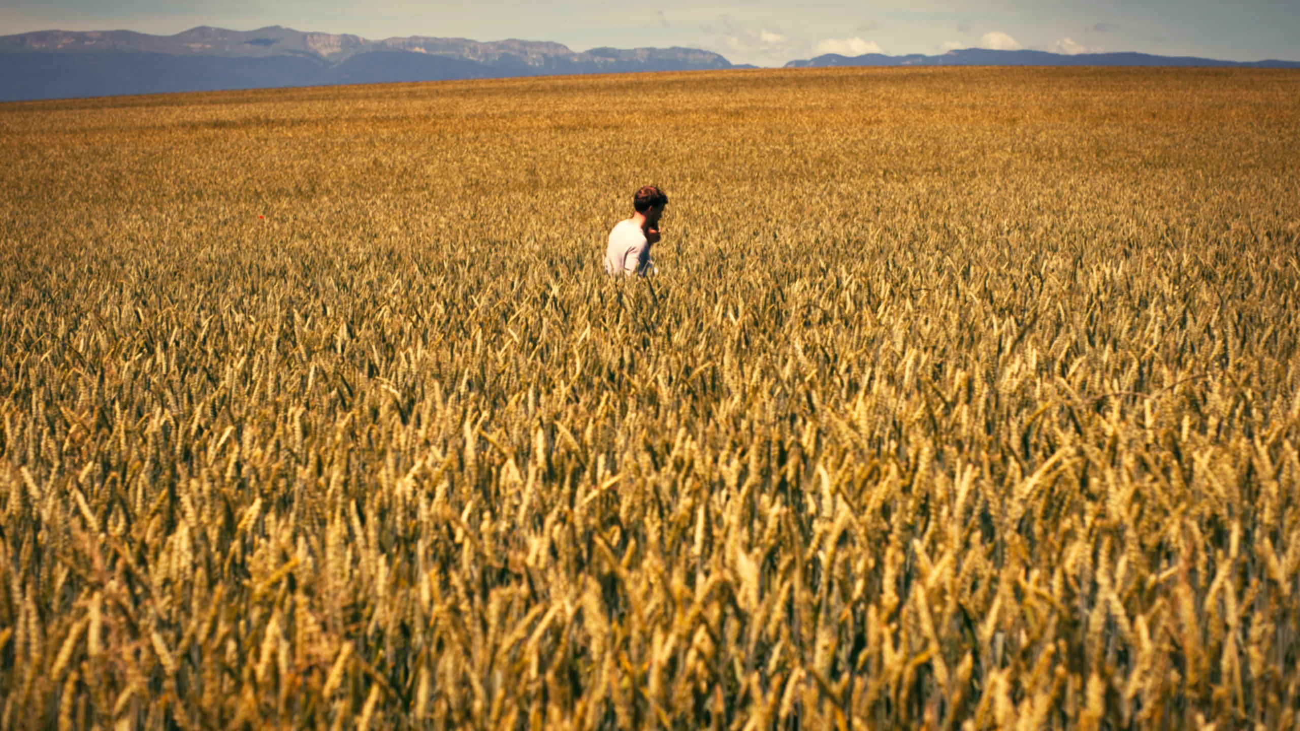 Une personne en haut blanc, toute petite au milieu d'un immense champ de blé doré, avec des montagnes à l'horizon.